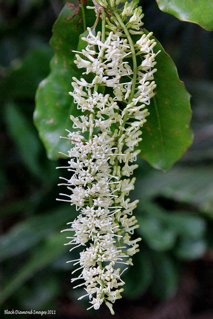 Macadamia integrifolia - Bauple Nut, Macadamia Nut, Queensland Nut | Australian native plants ...