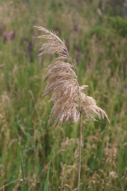 Premium Photo | A tall grass in a field