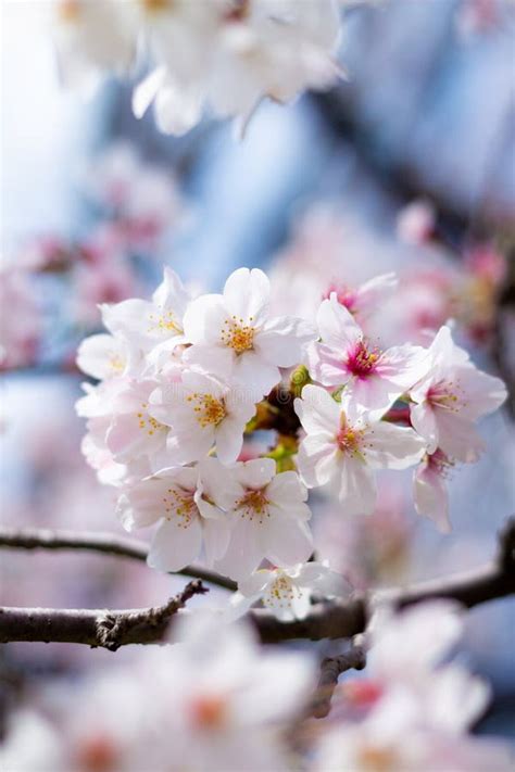 The Best Cherry Blossom in Yokohama Stock Image - Image of fruit, petal ...