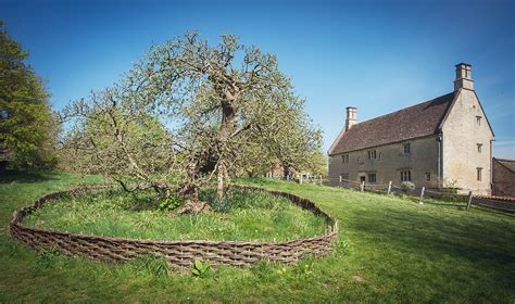 Newton’s apple tree has descendants all over the world - Big Think