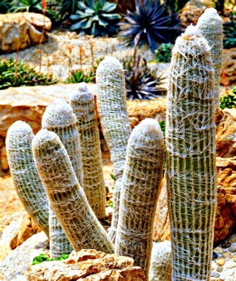 Old Man Cactus - Growing Tips for Cephaocereus Senilis