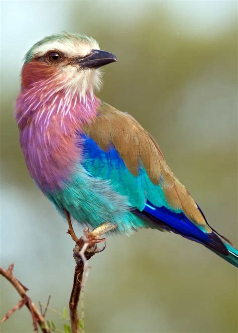 26 of the Most Colorful Birds on the Planet (And Where to Find Them ...