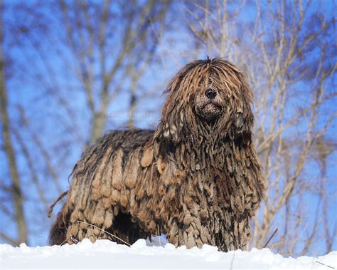 Bergamasco Sheepdog dog breed information, pictures, care, temperament, health, breed history ...