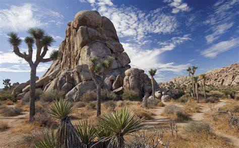 Joshua Tree National Park, Indio, CA - California Beaches