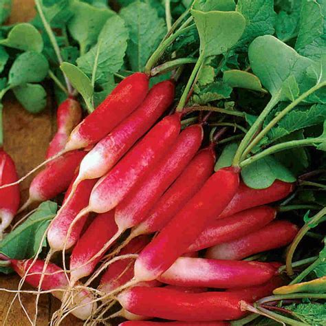 Radish Seeds, French Breakfast – McKenzie Seeds