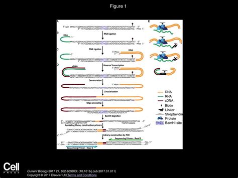 Systematic Mapping of RNA-Chromatin Interactions In Vivo - ppt download