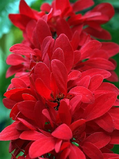 CHACONIA~ MACAW's Tail ~ RARE Flowering Tree LIVE SEEDLING Warszewiczia coccinea | Flowering ...