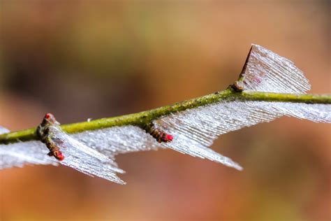 Fotos gratis : naturaleza, rama, frío, invierno, ala, fotografía, hoja ...