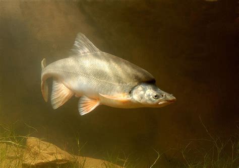 Tell USFWS Not to Remove Endangered Species Protection for Humpback Chub!