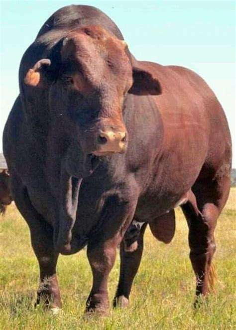 Beautiful wildlife | Bull cow, Bucking bulls, Animal planet