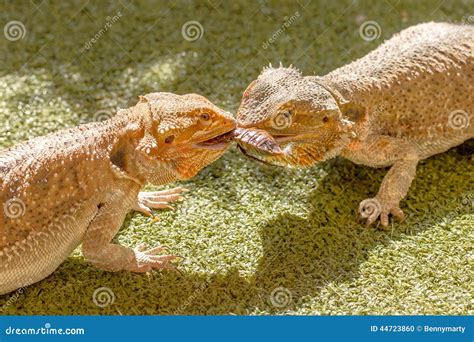 Pogonas stock photo. Image of lizards, reptile, dragon - 44723860