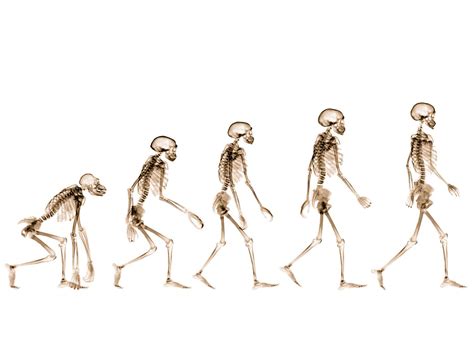 Human Evolution Stages