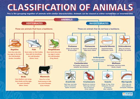 classification of animals diagram : Biological Science Picture Directory – Pulpbits.net