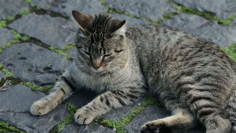 Cute cat lying down image - Free stock photo - Public Domain photo ...