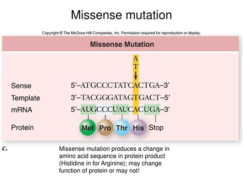 PPT - Mutation and DNA PowerPoint Presentation, free download - ID:1458898