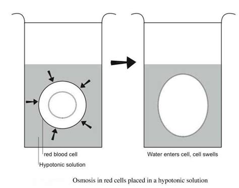 Understanding Hypotonic Solutions: A Visual Guide