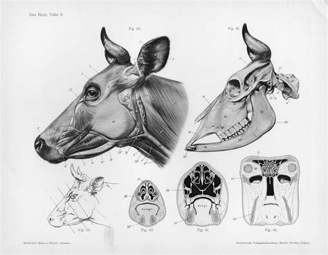 File:Cow anatomy.jpg - Wikimedia Commons