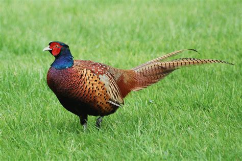 Guernsey Soil & Water Conservation District: ODNR to release pheasants ...