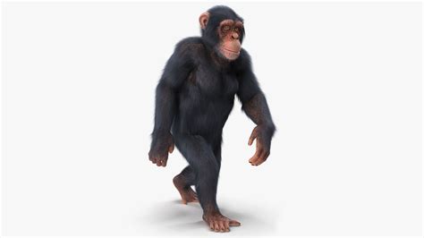 Animated Chimpanzee Walking Light Skin Fur Rigged 3D Model $169 - .max ...