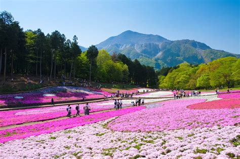 Saitama Travel Guide - Things to Do in Saitama