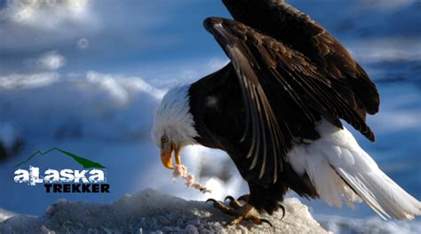 Alaska Bald Eagles are common in Southeast Alaska