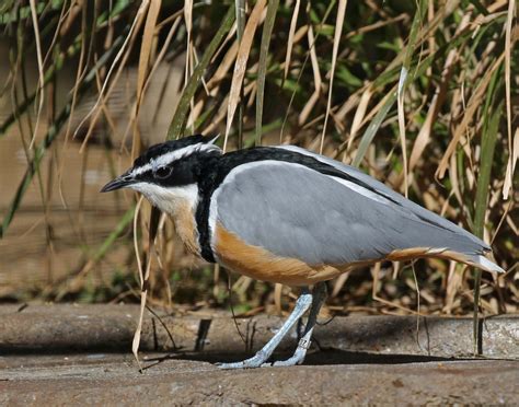 Egyptian plover - Alchetron, The Free Social Encyclopedia