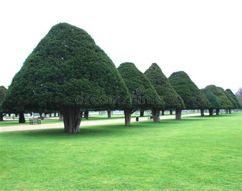 Evergreen Trees in Green Yard Stock Photo - Image of design, juniper: 5559366