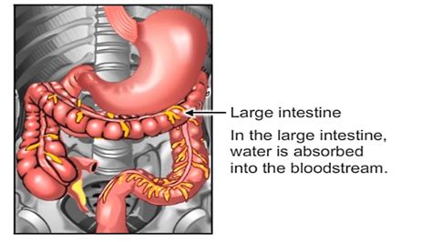 Peristalsis In The Body