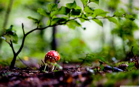 Mushroom Wallpapers - WallpaperSafari