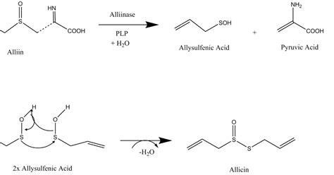 Allicin | Podcast | Chemistry World