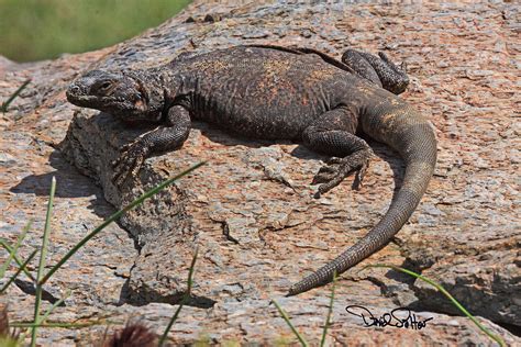 Chuckwalla Lizard Photograph by David Salter - Pixels