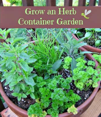 How To Grow an Herb Container Garden | Moms Need To Know