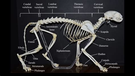 Cat skeleton: overview | Atlas of Comparative Vertebrate Anatomy