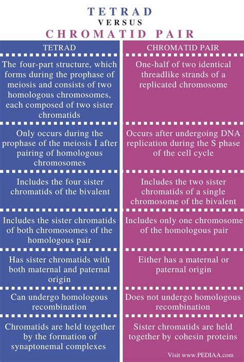 What is the Difference Between a Tetrad and a Chromatid Pair - Pediaa.Com