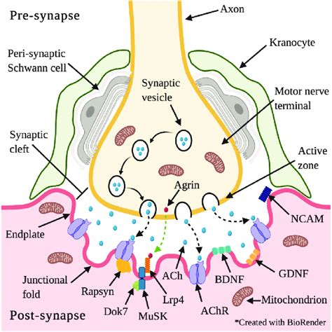 Neuromuscular junction architecture-including relevant pathways and ...