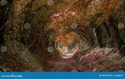 Light at the End of the Tunnel. Halnaker Tree Tunnel in Autumn, in West Sussex UK with Sunlight ...