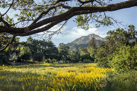 Santa Barbara Botanic Garden Deemed ‘Essential,’ Plans Phased Reopening ...