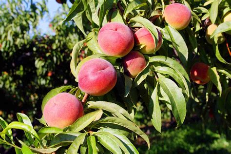 Dwarf O'Henry Peach | PlantNet® Australia