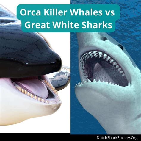 Orca Killer Whales vs Great White Sharks: Battle of the Predators - Dutch Shark Society