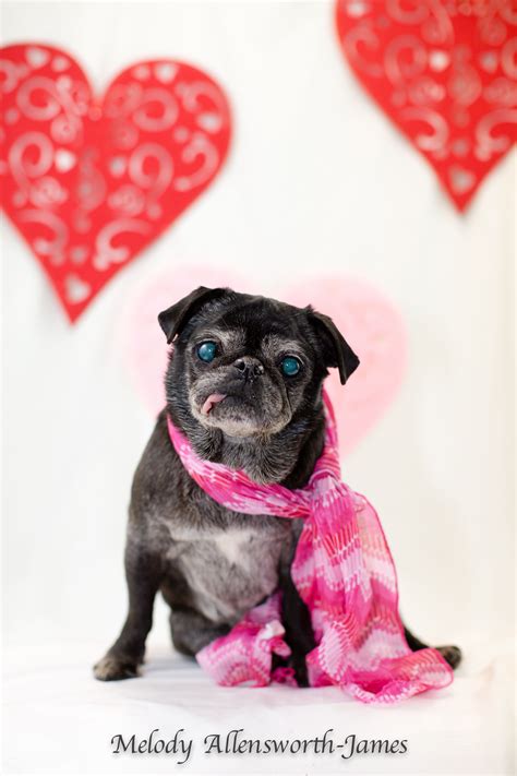 Pug dog for Adoption in north little rock, AR. ADN-816342 on PuppyFinder.com Gender: Female. Age ...