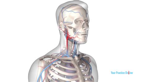 Carotid Endarterectomy Video | Medical Video Library