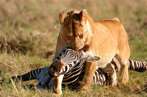 Best Lion Hunting Zebra Stock Photos, Pictures & Royalty-Free Images - iStock