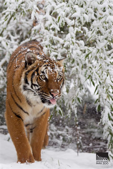 Woodland Park Zoo Blog: Grizzly bear makes snow angels on Seattle snow day