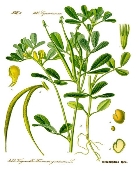 Fenugreek Seed Sprouts – White Crow Botanicals