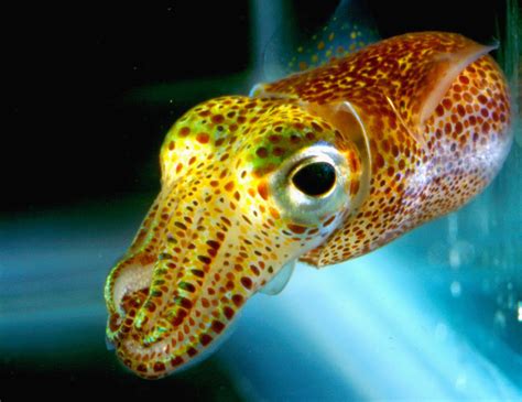 The Hawaiian Bobtail Squid and its Crazy Tricks | Featured Creature