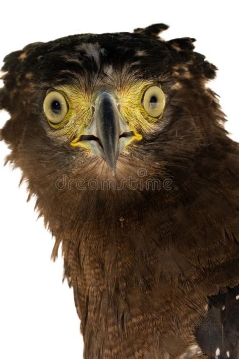 Crested serpent-eagle stock image. Image of looking - 163876061