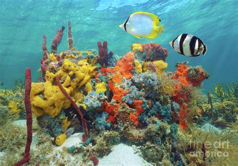 Colorful sea life underwater sponges with tropical fish Caribbea Photograph by Dam - Pixels