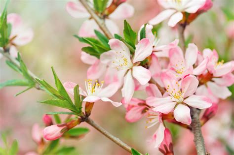 Peach Flower Wallpaper, Free Peach Flower, #9074