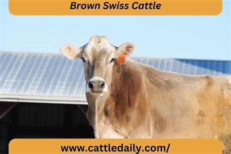 Brown Swiss Cattle: Origin, Characteristics, Uses, Advantages and Disadvantages - Cattle Daily