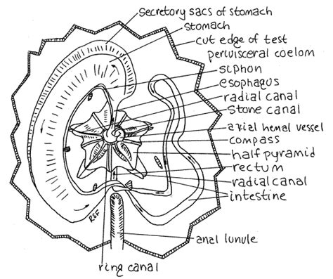 Sand Dollar Anatomy - Anatomical Charts & Posters